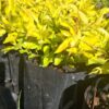 1000523170-scaled.jpg Duranta Gold