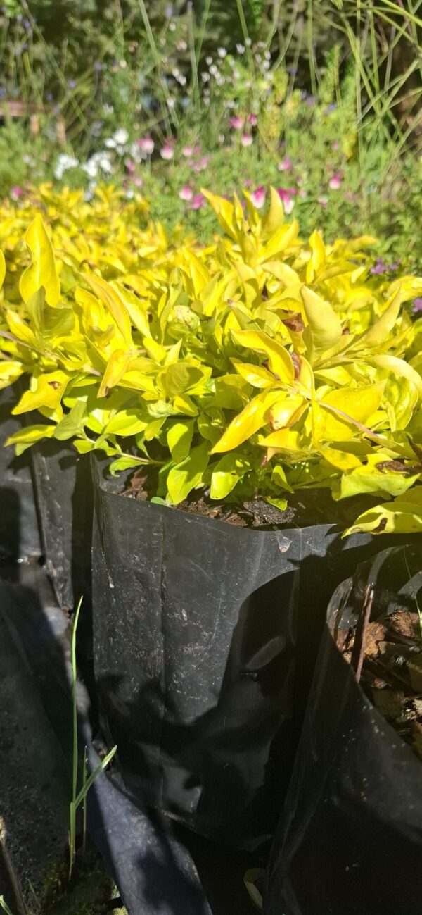 1000523170-scaled.jpg Duranta Gold