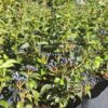 Viburnum Tinus Lucidum 10L