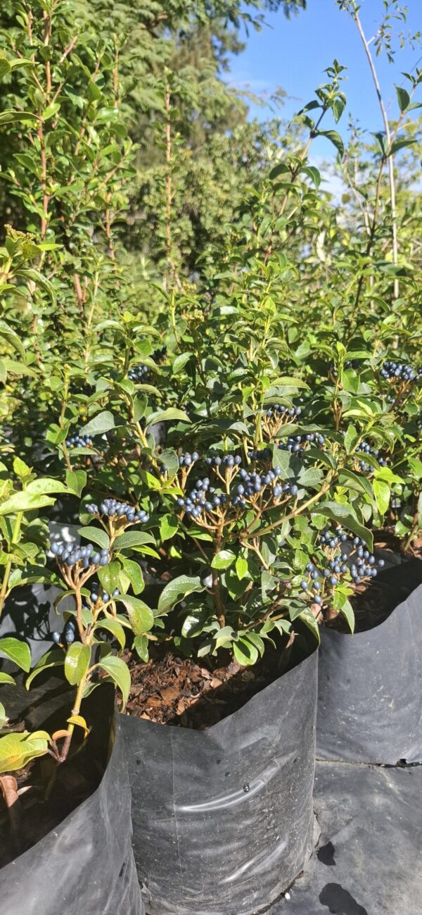 Viburnum Tinus Lucidum 10L
