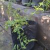 JASMINUM POLYANTHUM Jasmine