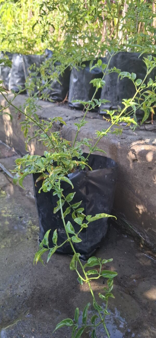 JASMINUM POLYANTHUM Jasmine