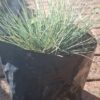 FESTUCA GLAUCA Blue Fescue 2,5L