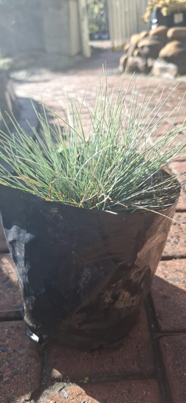 FESTUCA GLAUCA Blue Fescue 2,5L