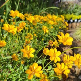 BIDENS FERULIFOLIA - Golden