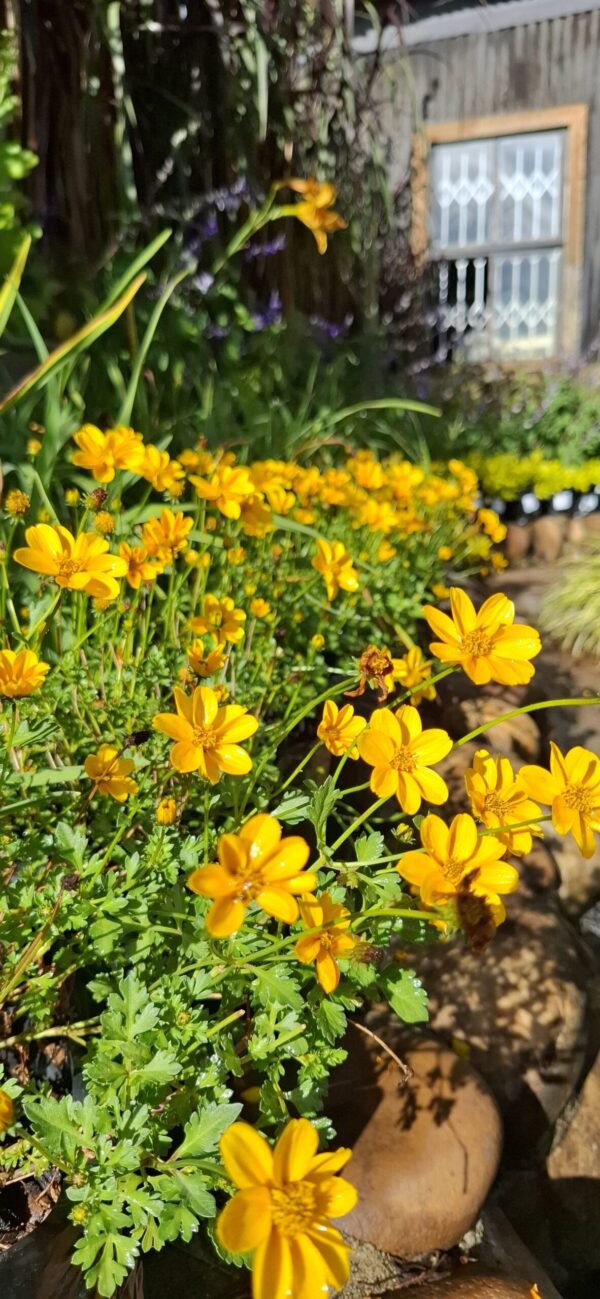 BIDENS FERULIFOLIA - Golden