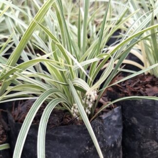 Ophiopogon Intermedius Variegata 'Variegated Mondo Grass'