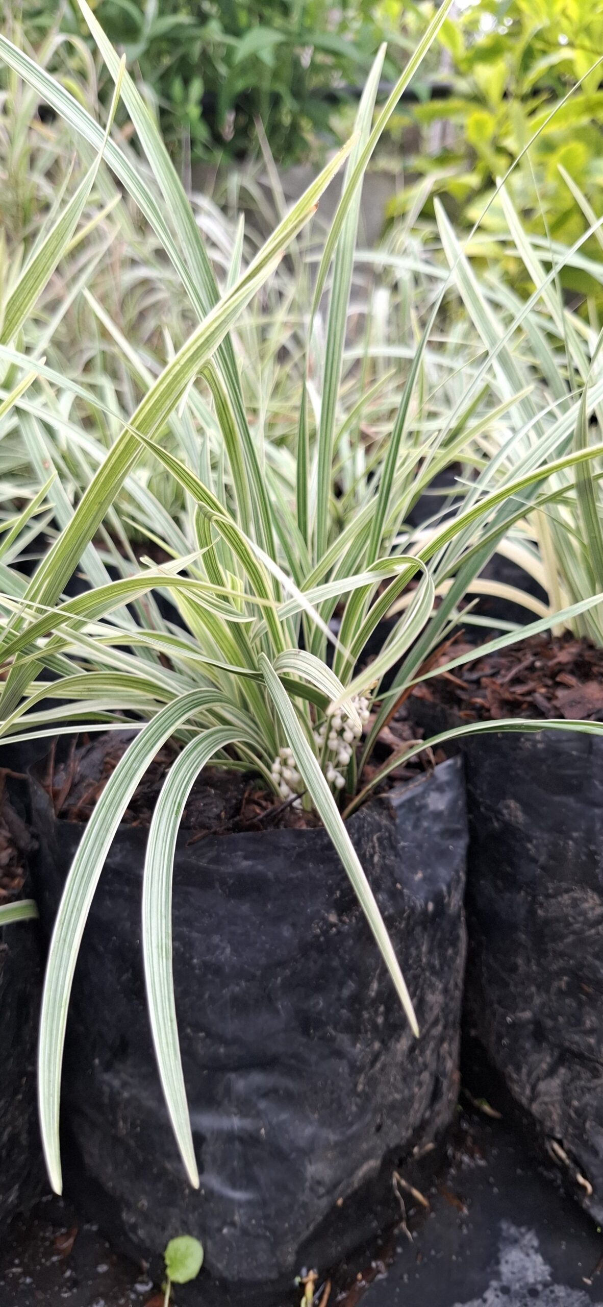 Ophiopogon Intermedius Variegata 'Variegated Mondo Grass'