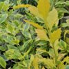 DURANTA ERECTA  - Goldmine 4,5L