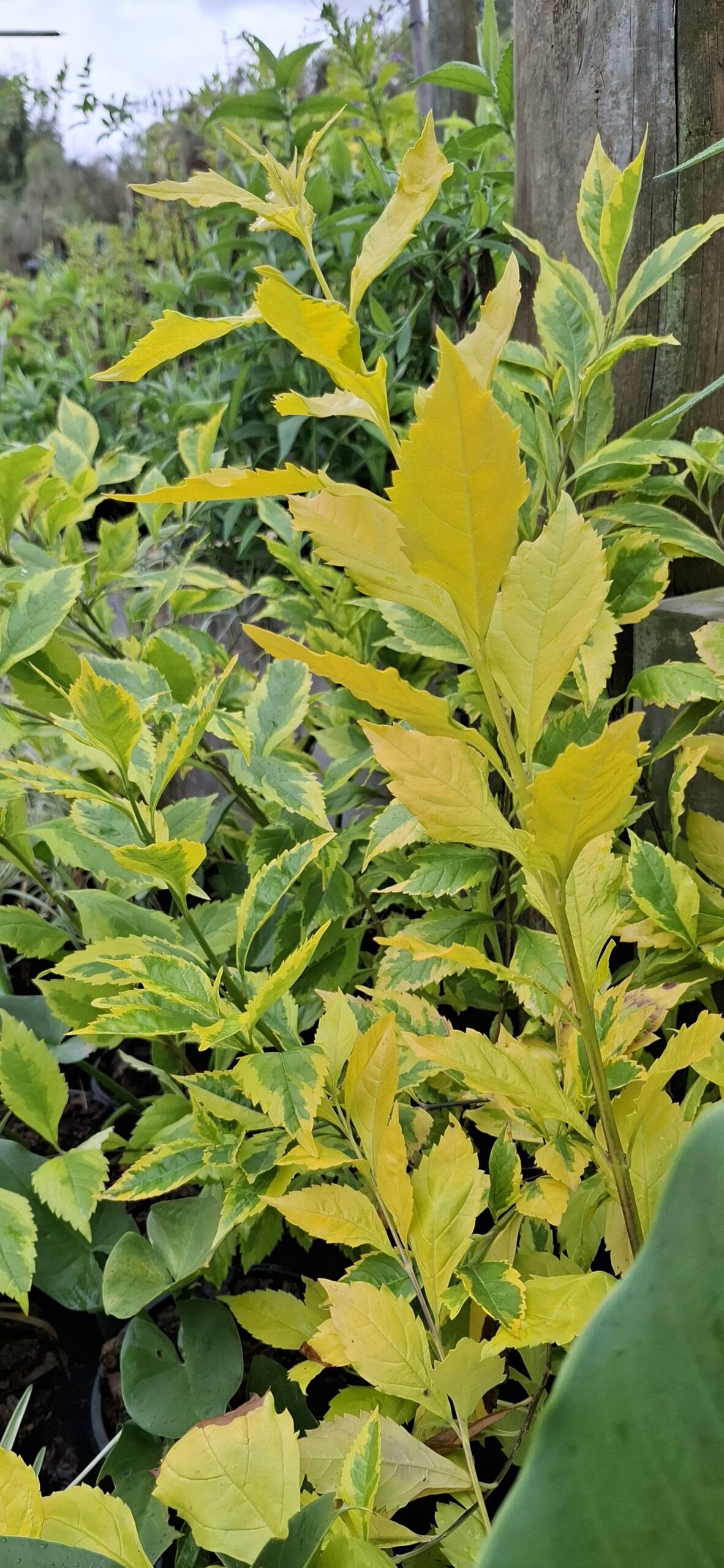 DURANTA ERECTA - Goldmine 4,5L - Image 3