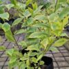 DURANTA ERECTA  - Goldmine 4,5L