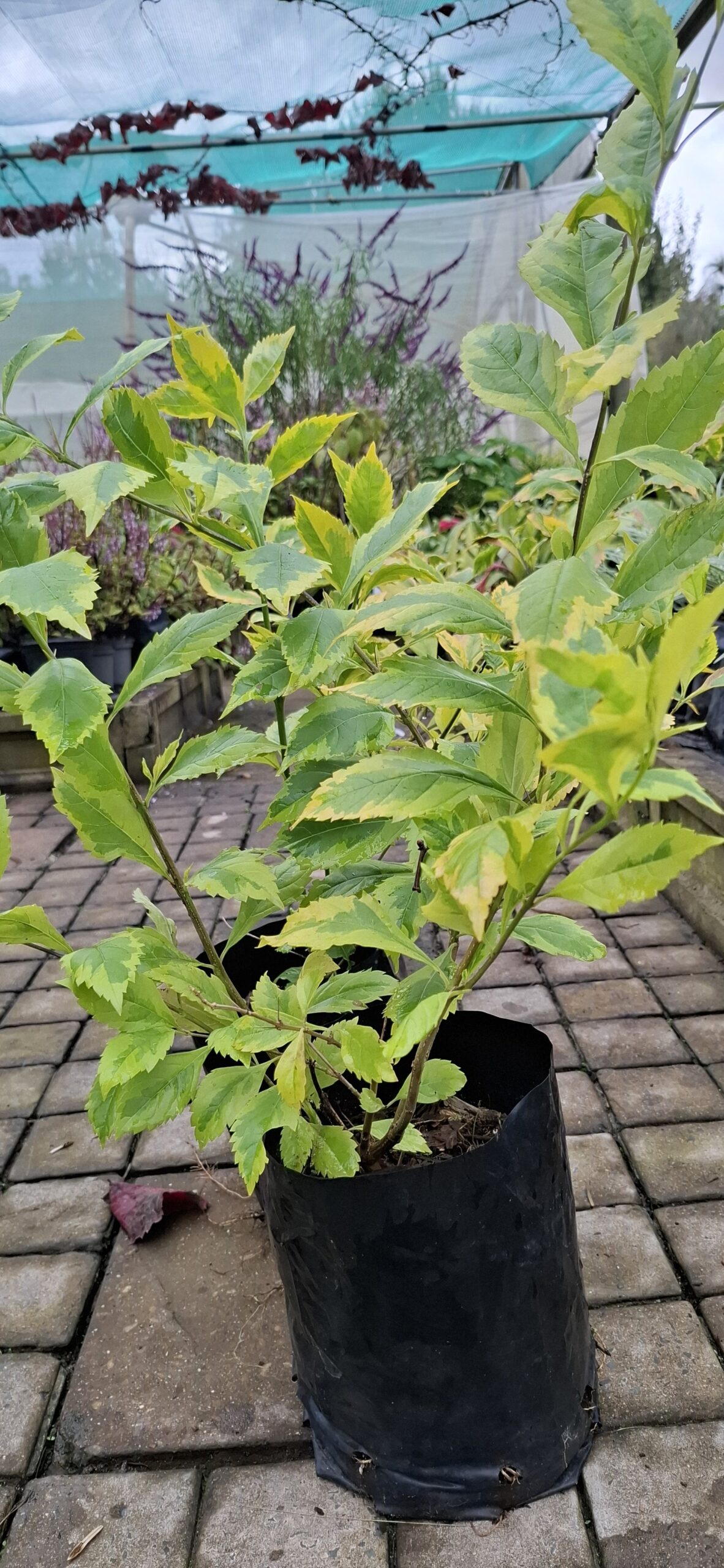 DURANTA ERECTA - Goldmine 4,5L - Image 2