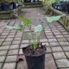 1000523259-scaled.jpg ZANTEDESCHIA AETHIOPICA Arum Lily - White 3L