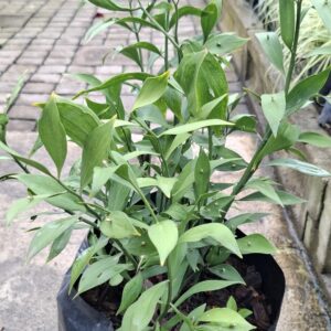Ruscus 10L