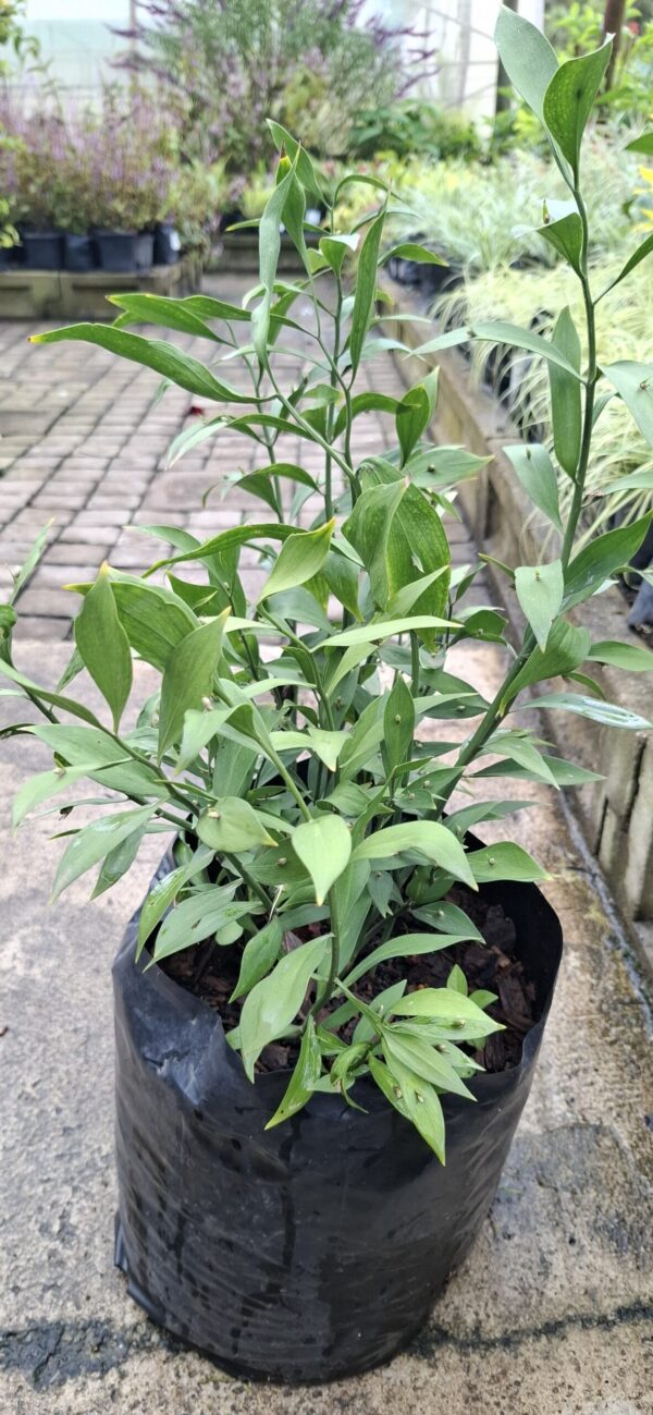 Ruscus 10L