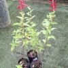 Salvia Elegans 'Pineapple Sage'