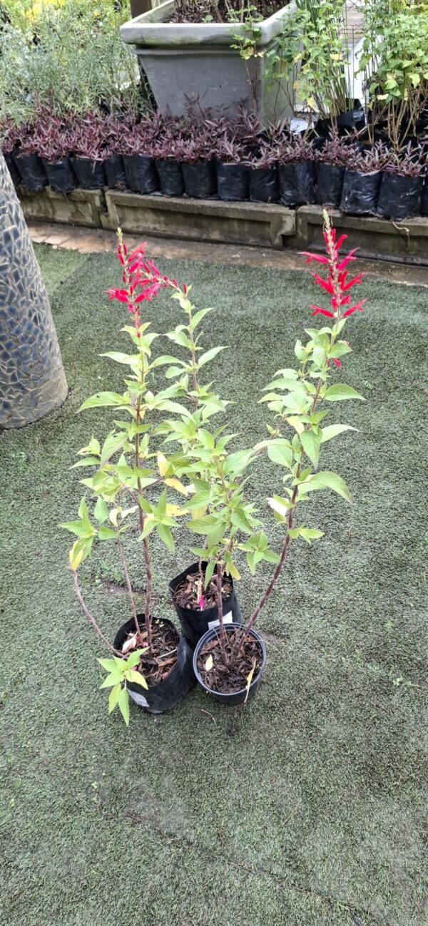 Salvia Elegans 'Pineapple Sage'