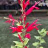 Salvia Elegans 'Pineapple Sage'