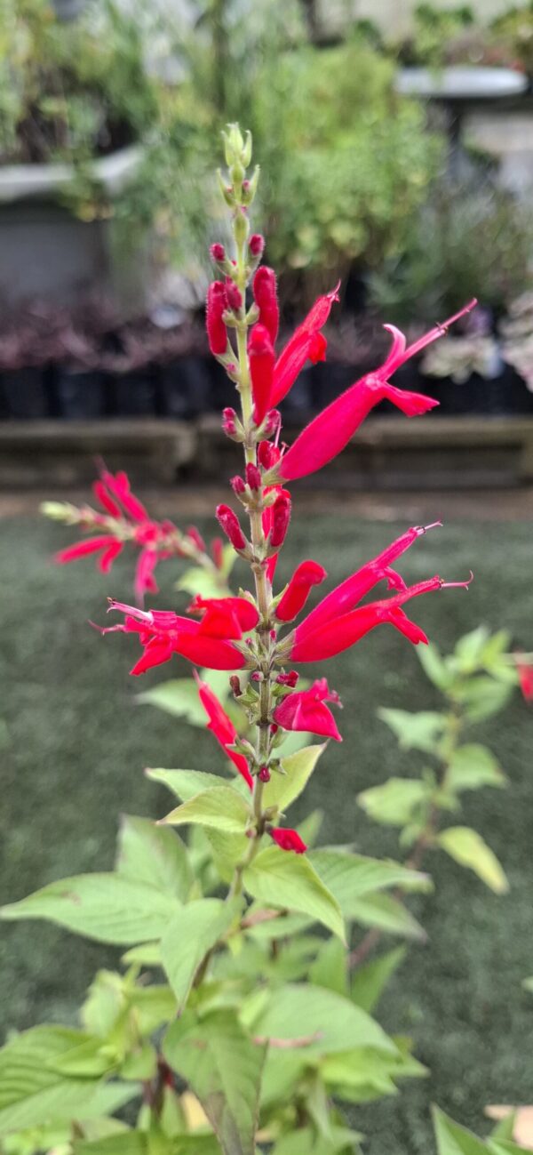 Salvia Elegans 'Pineapple Sage'
