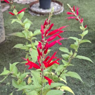 Salvia Elegans 'Pineapple Sage'