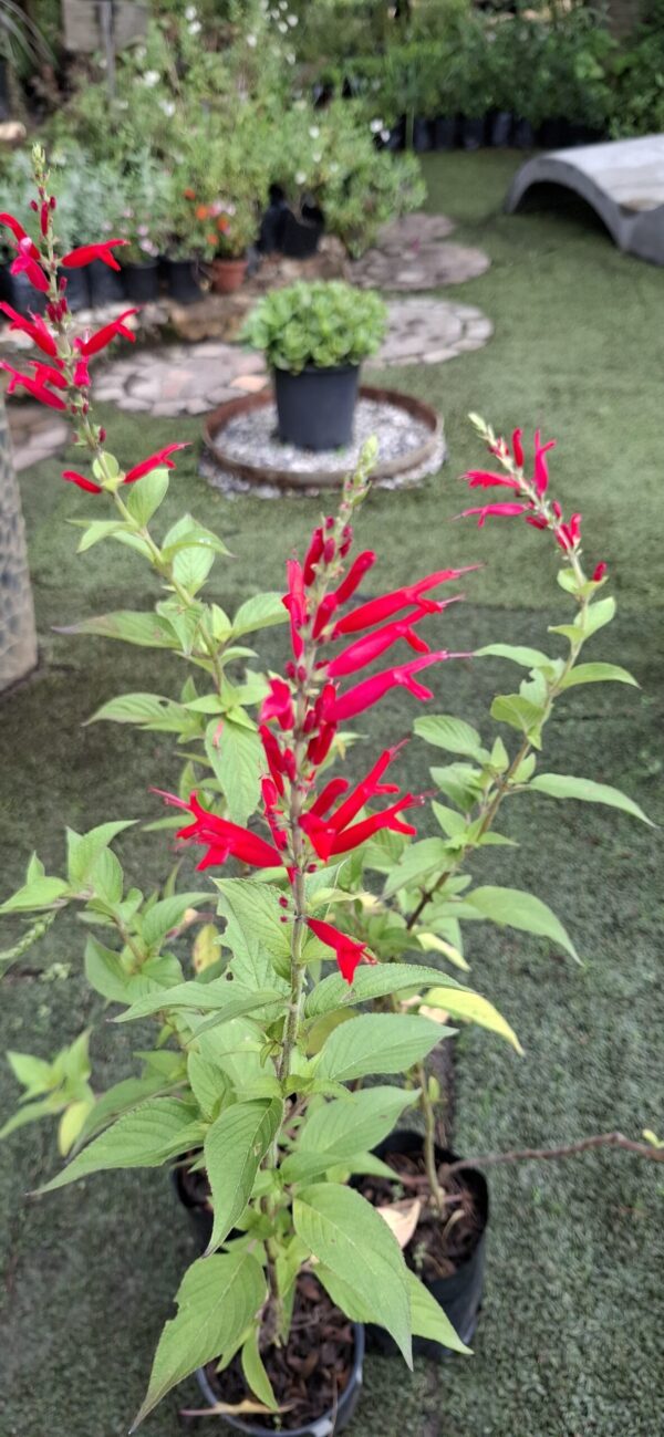 Salvia Elegans 'Pineapple Sage'