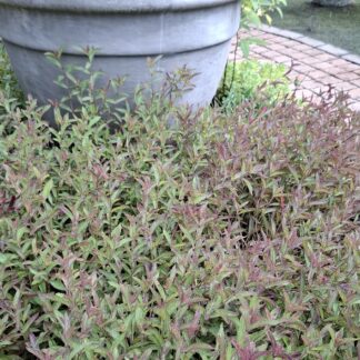 Salvia Sinaloensis "Sinaloa Blue Salvia" groundcover