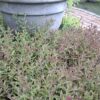Salvia Sinaloensis "Sinaloa Blue Salvia" groundcover