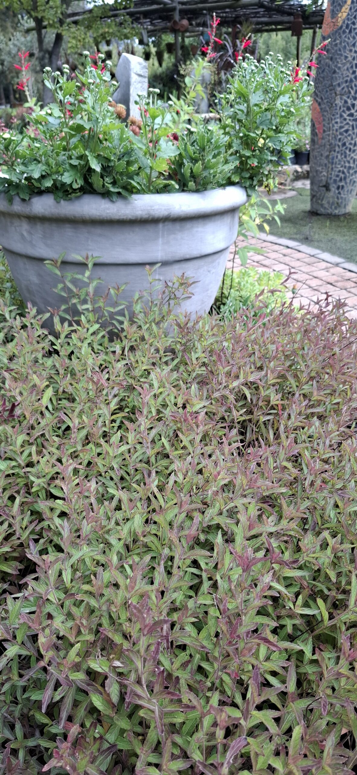 Salvia Sinaloensis "Sinaloa Blue Salvia" groundcover