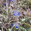 Salvia Sinaloensis "Sinaloa Blue Salvia" groundcover