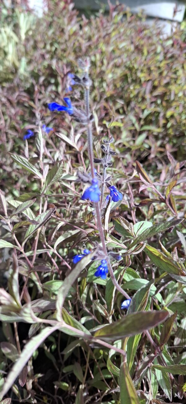 Salvia Sinaloensis "Sinaloa Blue Salvia" groundcover