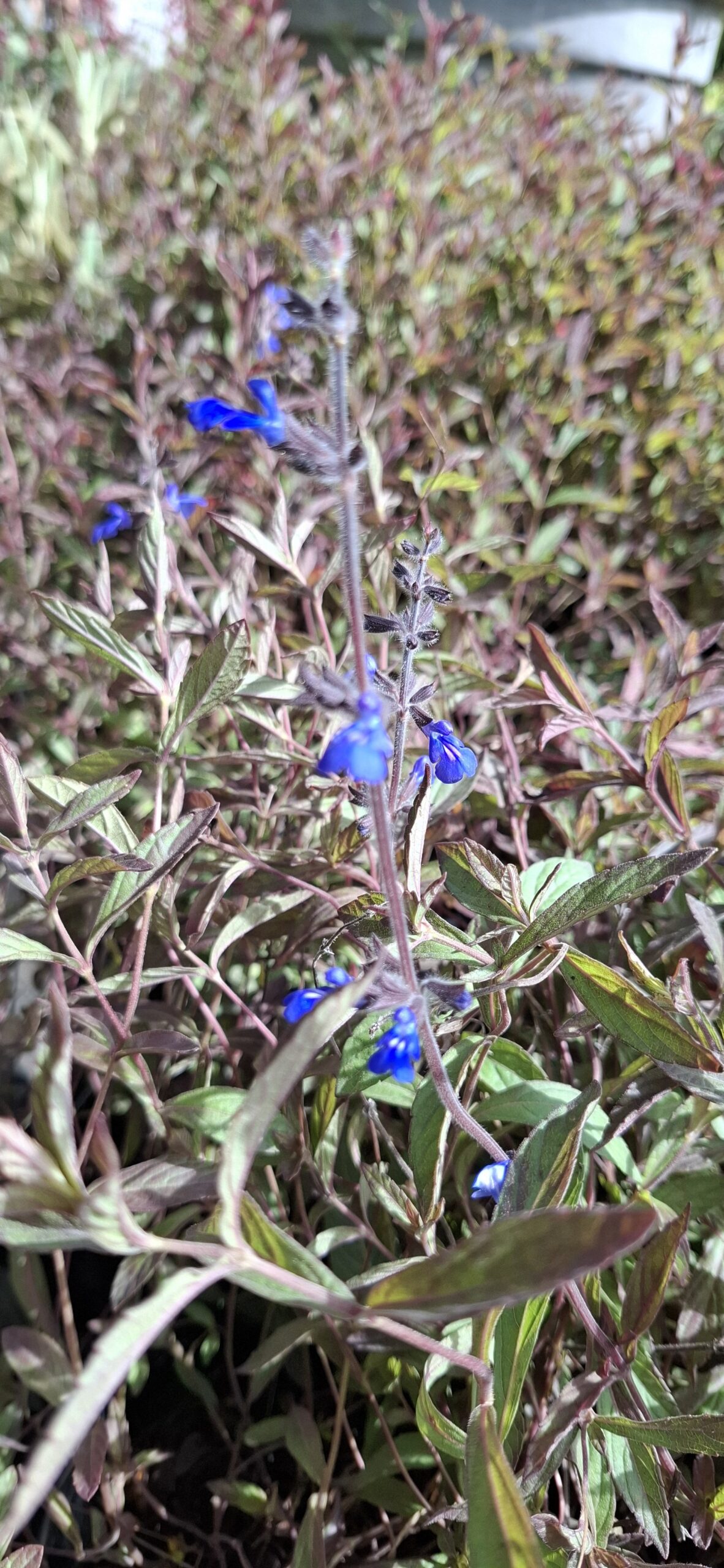 Salvia Sinaloensis "Sinaloa Blue Salvia" groundcover - Image 2