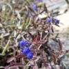 Salvia Sinaloensis "Sinaloa Blue Salvia" groundcover