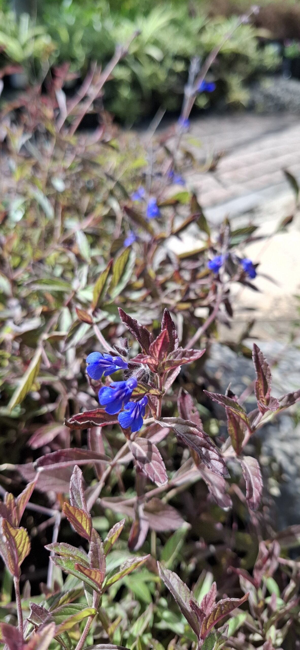 Salvia Sinaloensis "Sinaloa Blue Salvia" groundcover - Image 3
