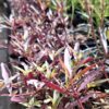 Alternanthera 
Sessilis Red