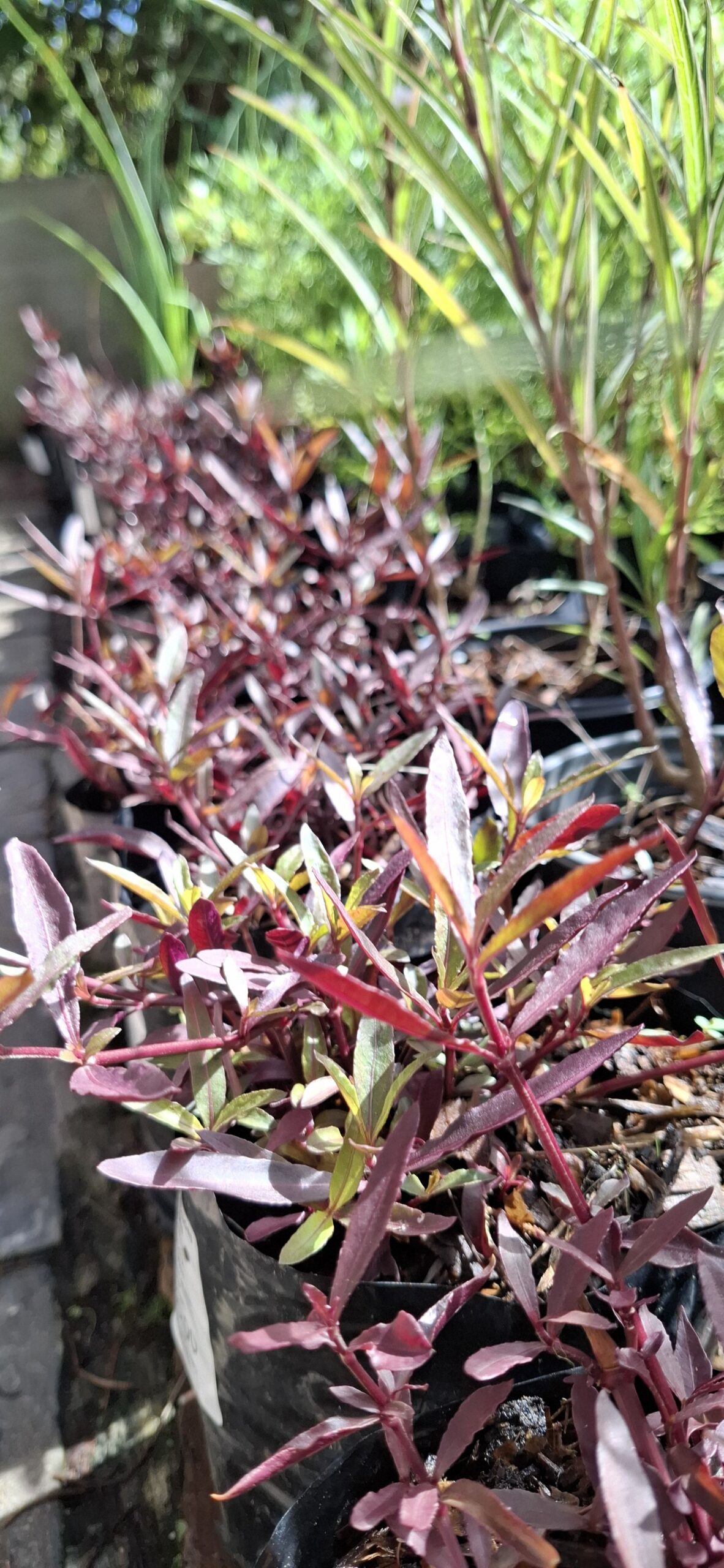 Alternanthera
Sessilis Red - Image 2