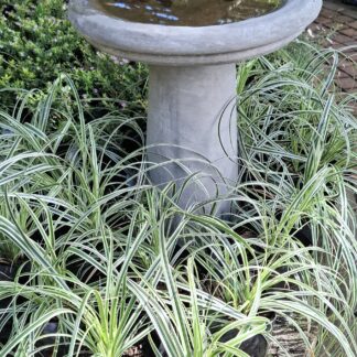 Carex Oshimensis 'Feather Falls'