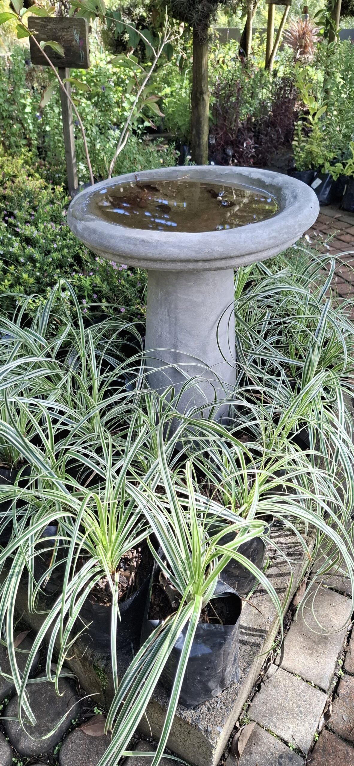 Carex Oshimensis 'Feather Falls'