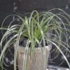 Carex Oshimensis 'Feather Falls'