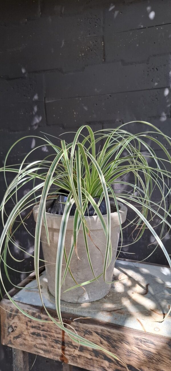 Carex Oshimensis 'Feather Falls'