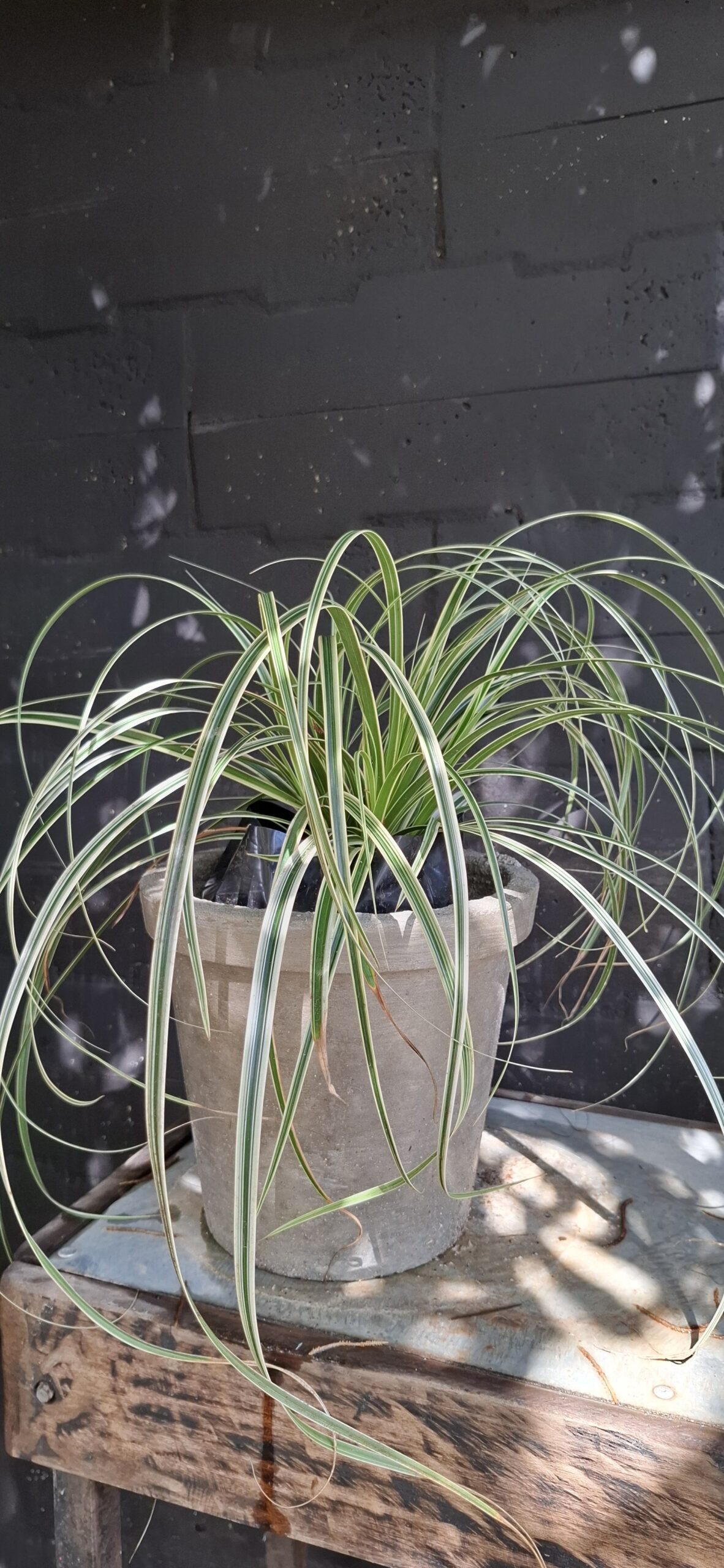 Carex Oshimensis 'Feather Falls' - Image 2