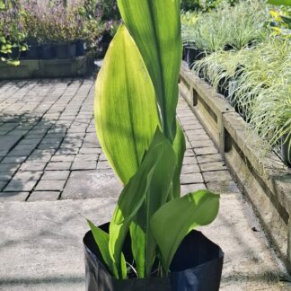 Aspidistra "Cast Iron Plant"