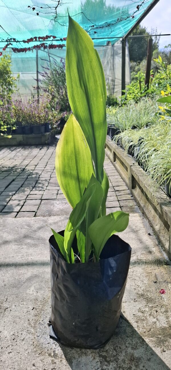 Aspidistra "Cast Iron Plant"