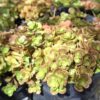 1000523373-scaled-1 Sedum 'Coral Reef'