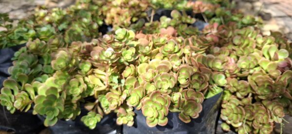Sedum 'Coral Reef'
