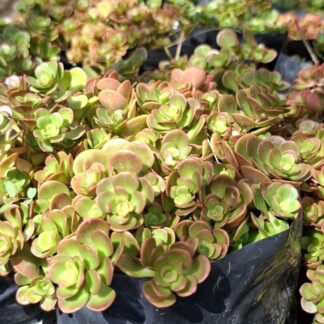 Sedum 'Coral Reef'