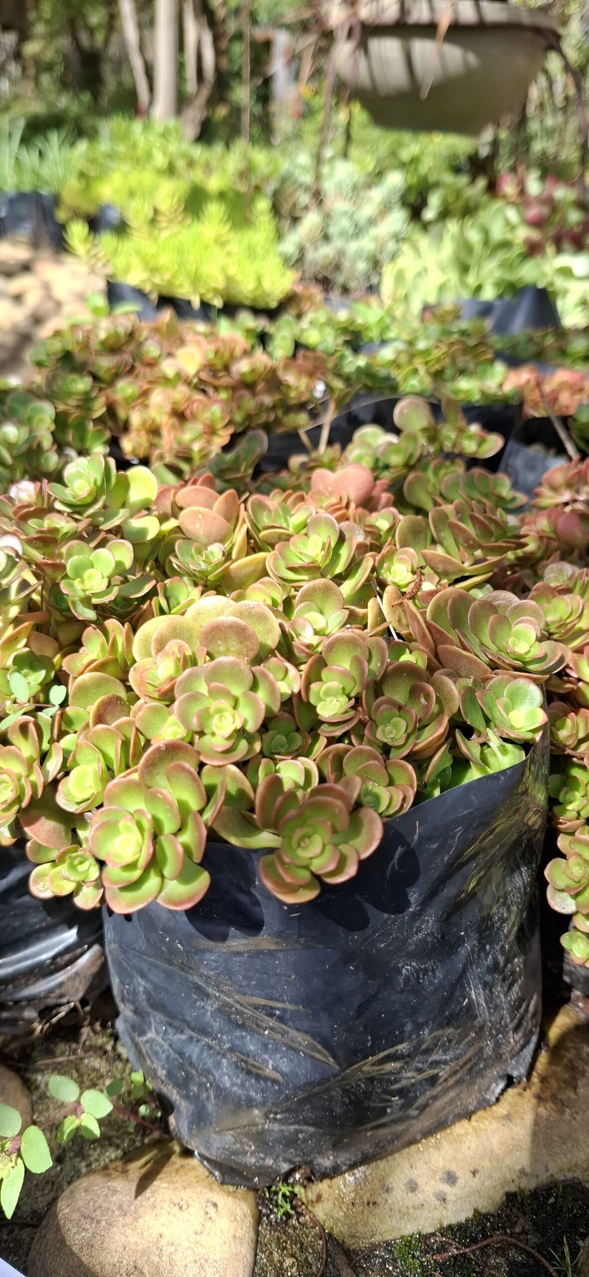 Sedum 'Coral Reef'