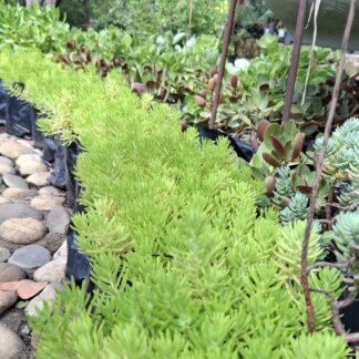 Carpet Sedum