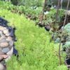 1000523379-scaled.jpg Carpet Sedum