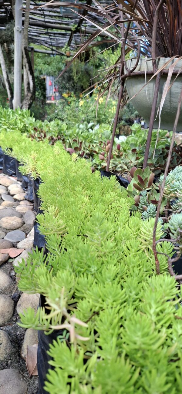 1000523379-scaled.jpg Carpet Sedum