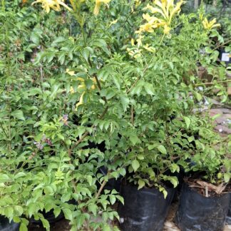 Tecoma 'Cape Honey Suckle' Yellow